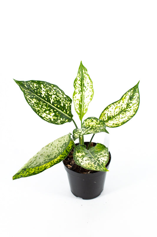 aglaonema costatum chinese evergreen Chinese Evergreen "Spring Snow" (Aglaonema costatum)