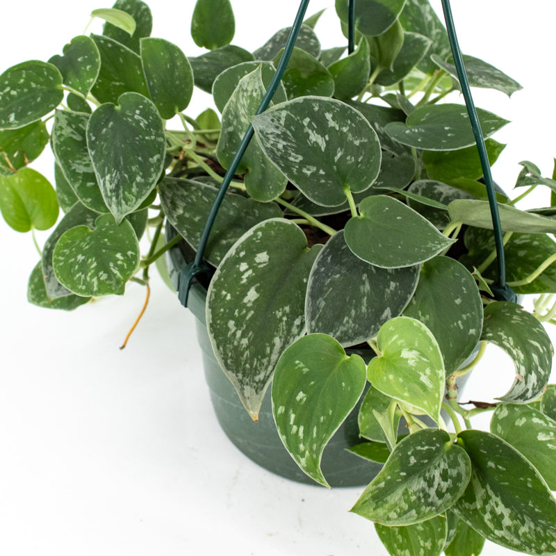 pothos sterling silver Pothos "Satin" (Scindapsus pictus)