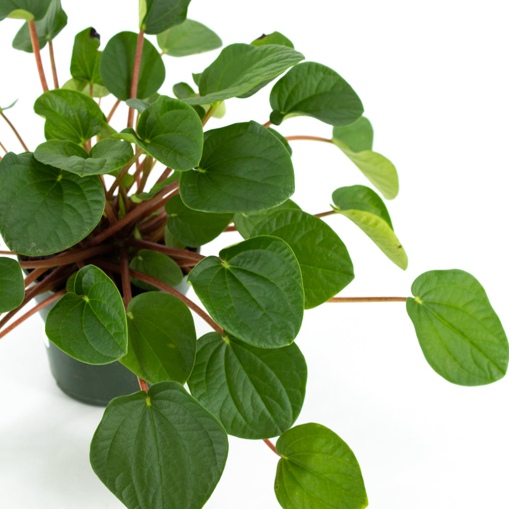 Peperomia 