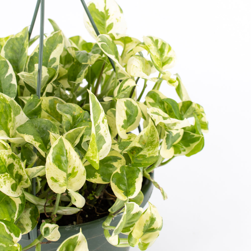 wild pothos Pothos 