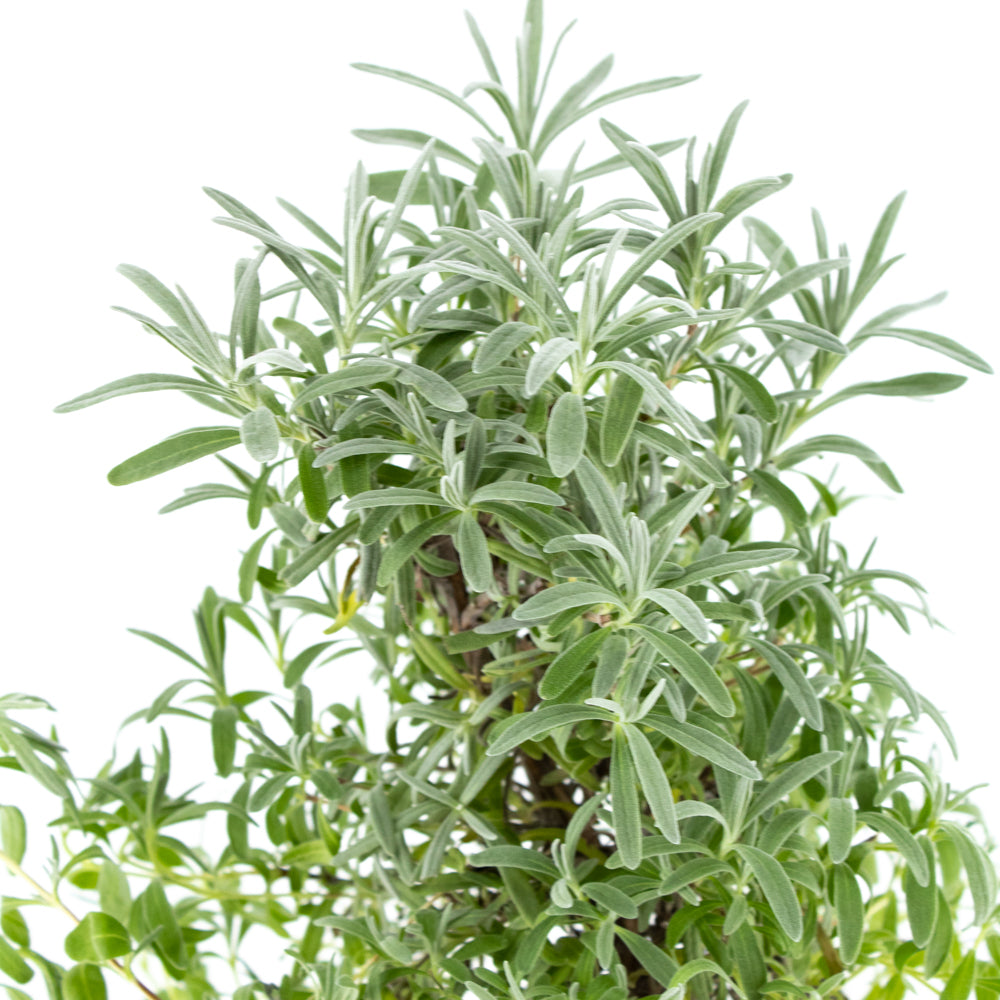 wild lavender tree Lavender Tree