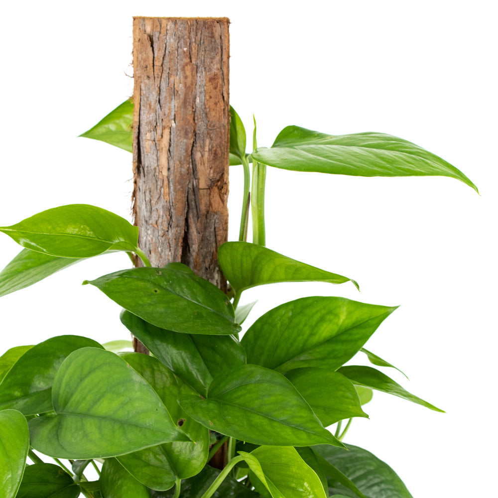 pothos totem Emerald Pothos Totem Pole – Wild Lark