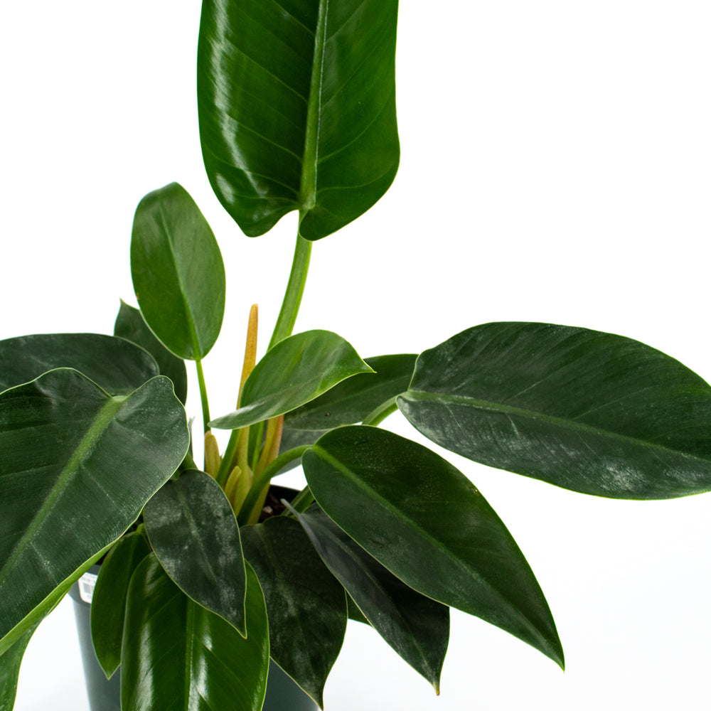 philodendron congo verde Philodendron "Green Congo" (Philodendron tatei) – Wild Lark