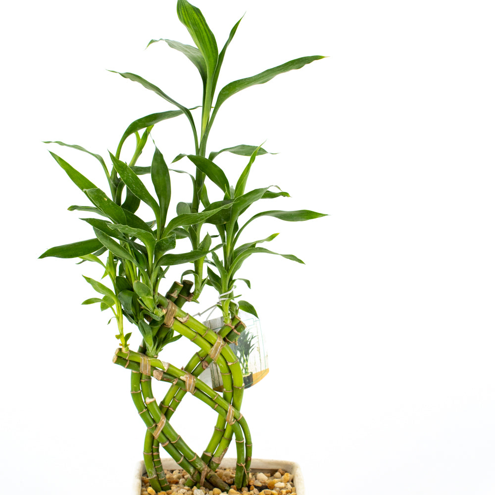 lucky bamboo in the wild Lucky Bamboo