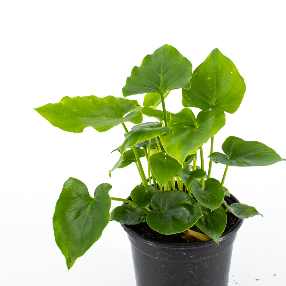 philodendron shangri Philodendron Shangri La Hybrid – Wild Lark