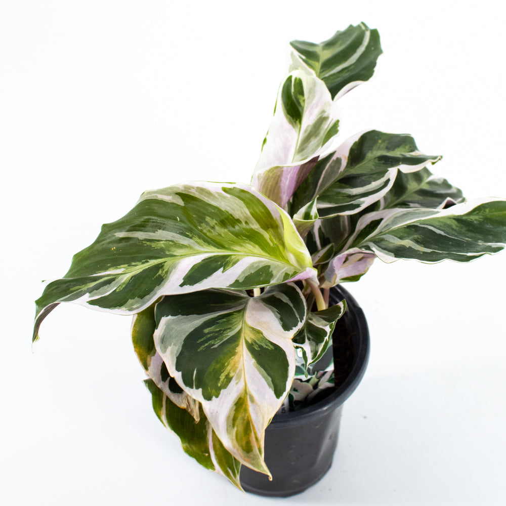 fusion white plant Calathea 'Fusion White' (Calathea lietzei) – Wild Lark