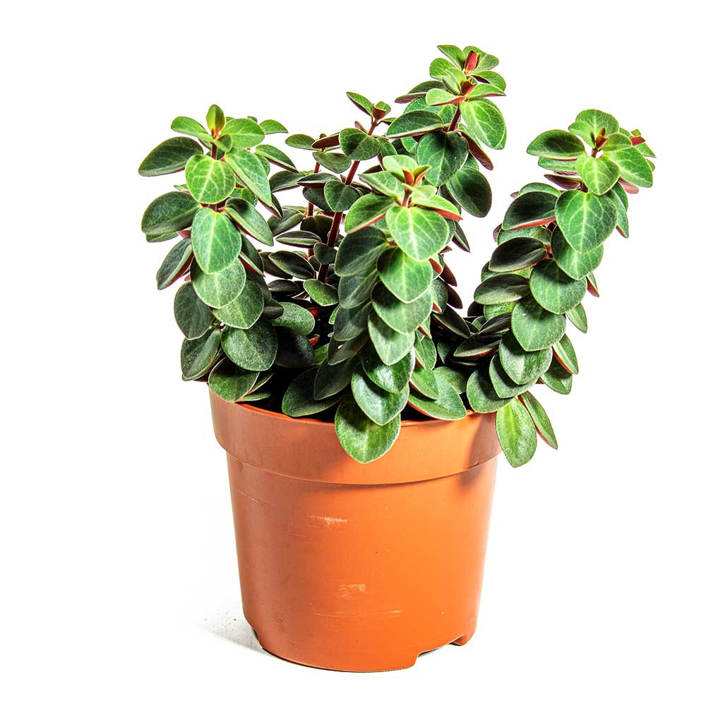 red log succulent Peperomia Verticillata – Wild Lark