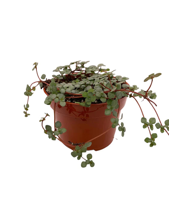 chinese jasmine plant Asian Jasmine 'Mandanianum' For Sale – Logee's Plants main image 0