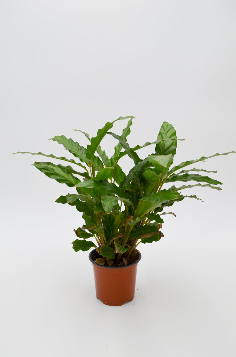 Calathea rufibarba – Wild Lark