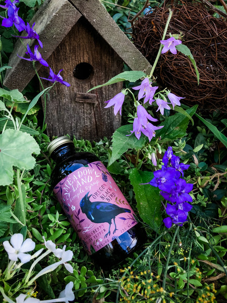 Simple Syrup - Oregon Black Bird - Meadowland Syrup - Wild Lark
