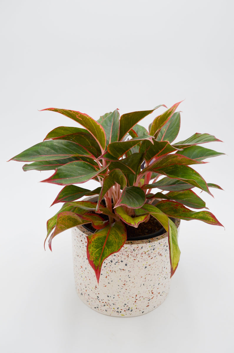 Chinese Evergreen 