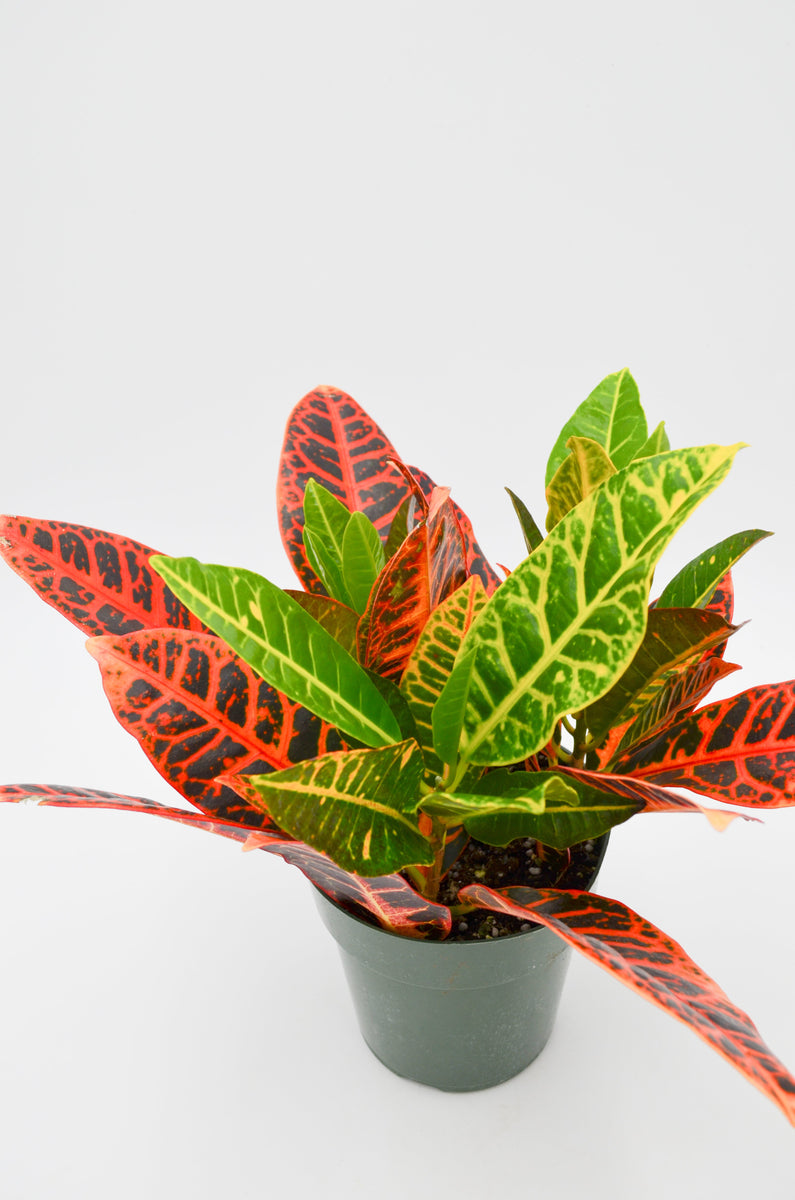 croton mammy toxic to cats Croton (Codiaeum variegatum) – Wild Lark