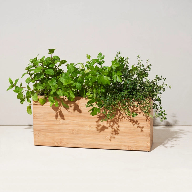 modern sprout hydroponic planter Modern Sprout