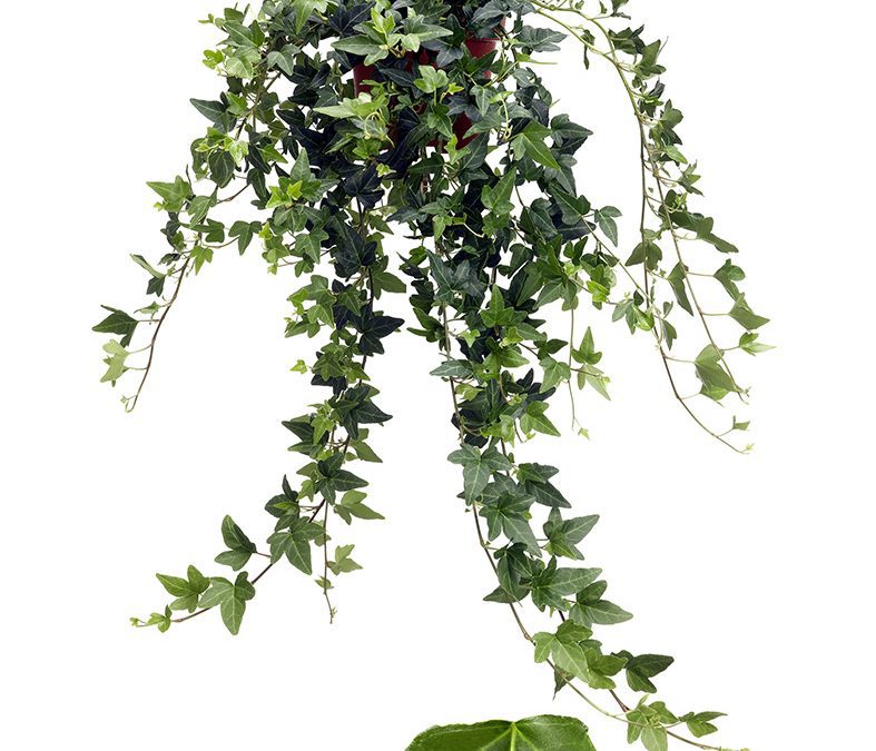 Hedera helix Hybrid 