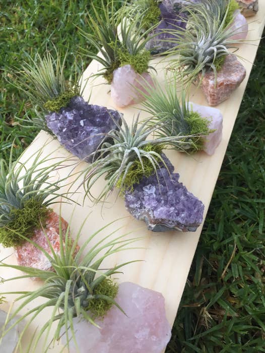 crystal air plant Crystal Air Plants