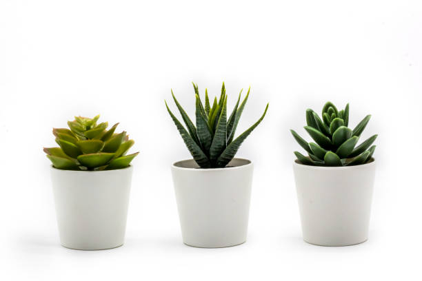 Assorted Succulent