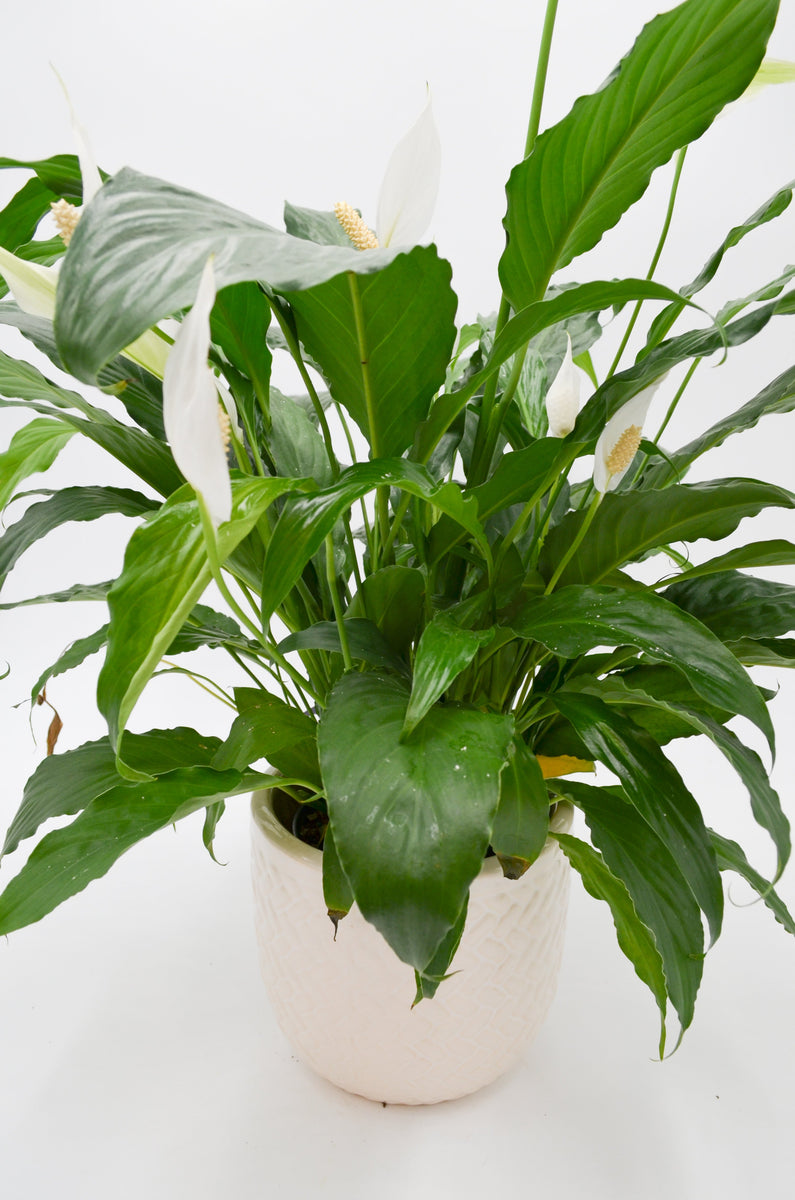 peace lily voc Peace Lily (Spathiphyllum) – Wild Lark
