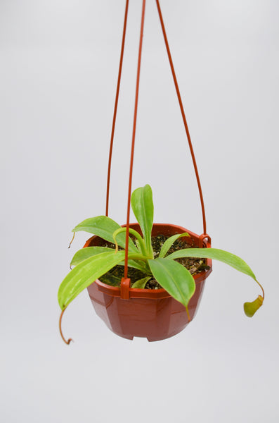 Pitcher Plant (Nepenthes alata) -  - Wild Lark - Wild Lark