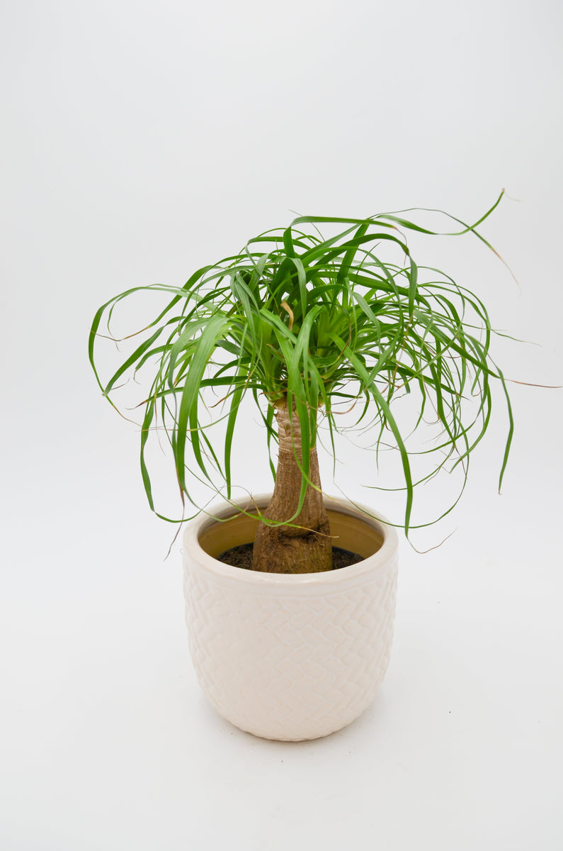 cats ponytail palm Ponytail Palm (Beaucarnea recurvata) – Wild Lark