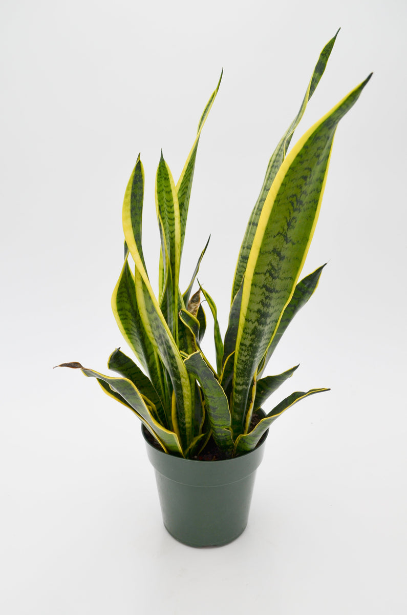 green and silk snake plant Snake Plant, Green + Yellow (Sansevieria trifasciata) – Wild Lark