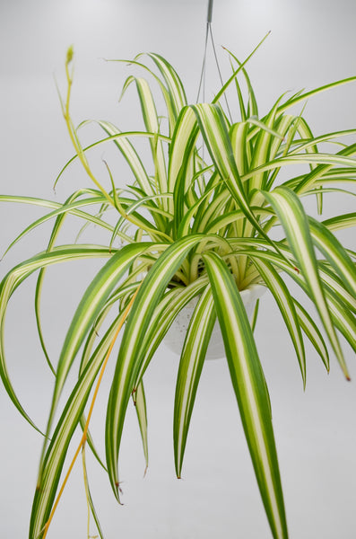 Spider Plant (Chlorophytum comosum) -  - Wild Lark - Wild Lark