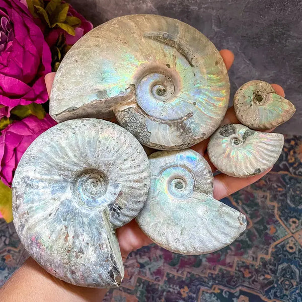 Rainbow Ammonite Fossil - - Mandala Gems - Wild Lark