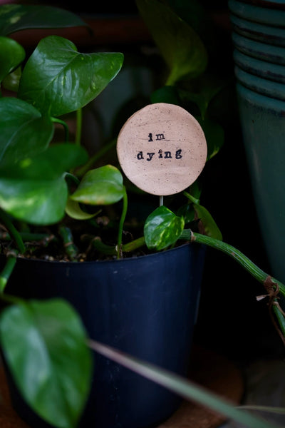 Plant Buddies - Text: I'm Dying - Mud & Maker - Wild Lark