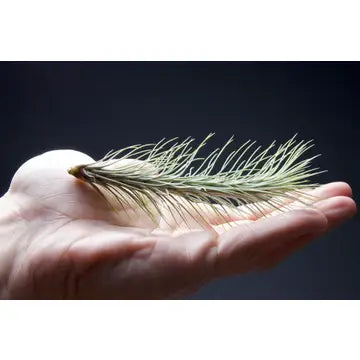 Air Plants - Tillandsia Funckiana No.3 - Large - The Artizan Way - Wild Lark