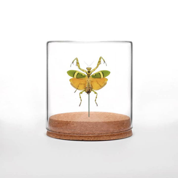 Butterfly Globes - Flower Mantis - Green Beetle Shop - Wild Lark