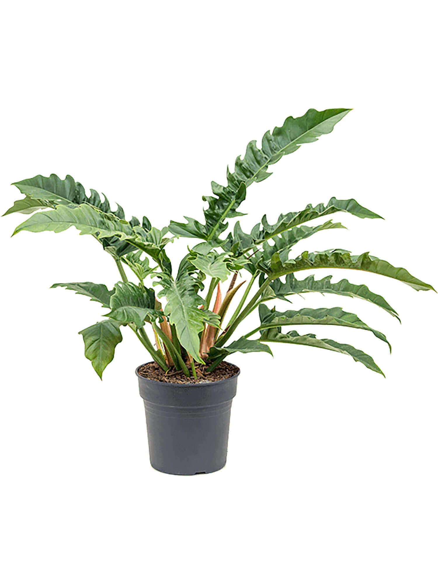 philodendron florida narrow Philodendron "Narrow" – Wild Lark