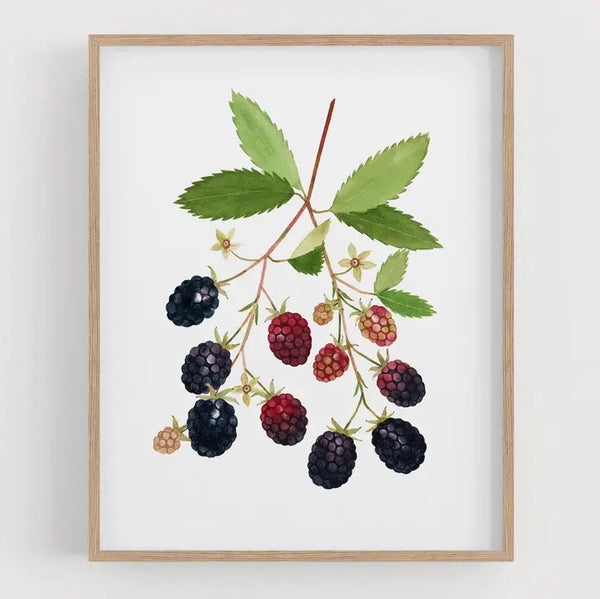 May We Fly Art Print - Blackberries / 8x10 - May We Fly - Wild Lark