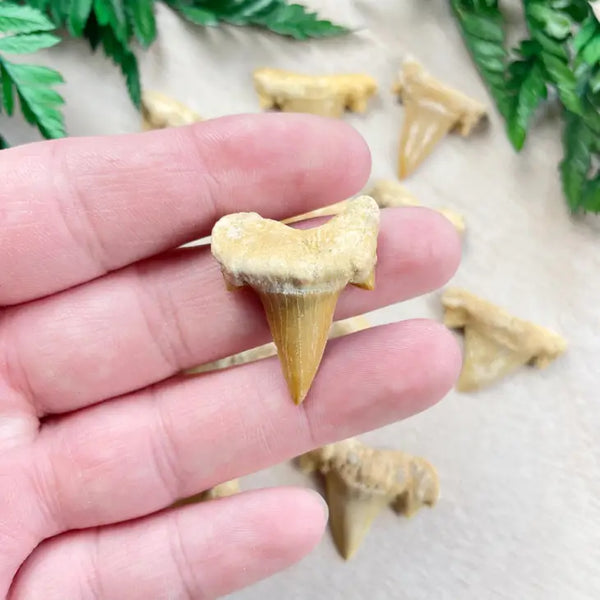 Natural Shark Tooth -  - Ewelina Pas Jewelry - Wild Lark