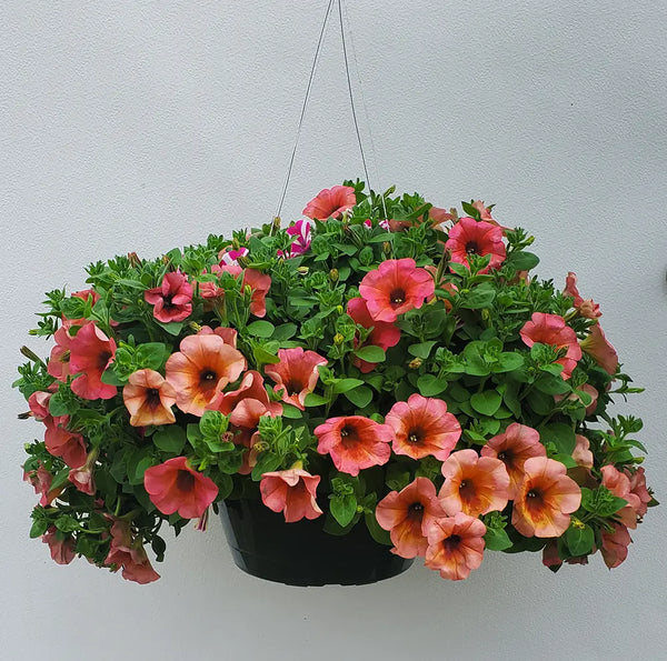 Petunia Hanging Basket - - Wild Lark - Wild Lark