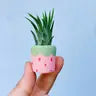 Air Plant + Mini Planter - Pink Strawberry - O'Berry's Succulents - Wild Lark