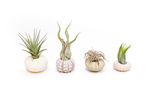 Urchin Shell Variety with Ionantha Air Plant - - Air Plant Shop - Wild Lark