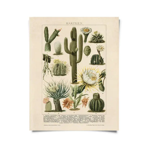 Vintage Botanical Cactus Kakteen 2 Print -  - Curious Prints - Wild Lark