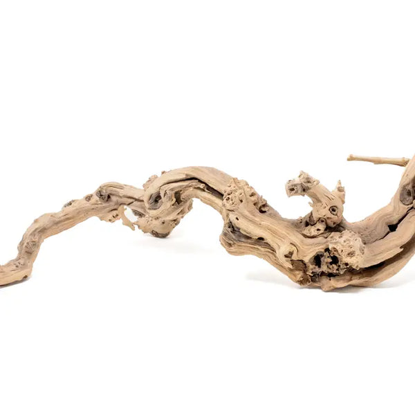 Sandblasted Grapewood Branch - - Air Plant Shop - Wild Lark