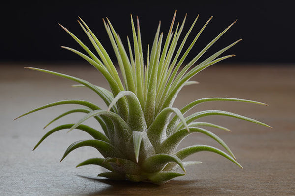 Air Plants - T. Ionantha Rubra - Regular - The Artizan Way - Wild Lark