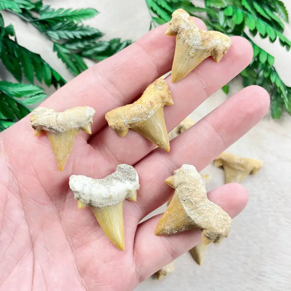 Natural Shark Tooth -  - Ewelina Pas Jewelry - Wild Lark