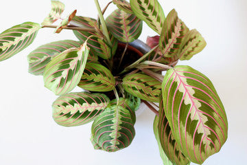 prayer plants in the wild Prayer Plant (Maranta leuconeura)