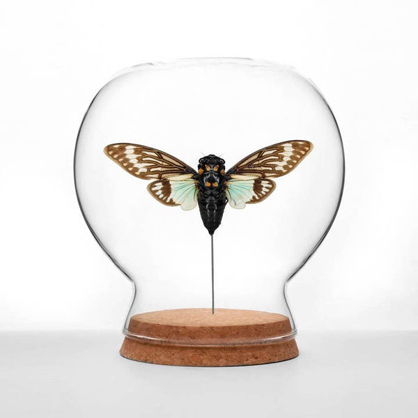 Butterfly Globes - Teal Cicada - Green Beetle Shop - Wild Lark