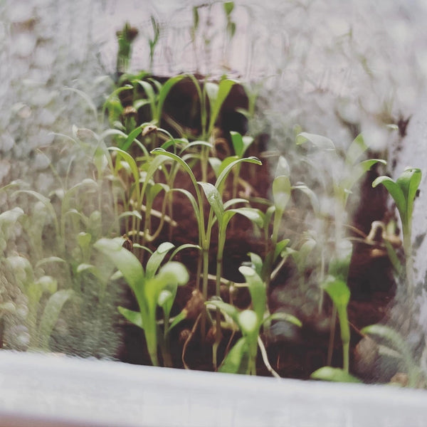 Microgreens and Seed-Starting Kit - - Seattle Seed Co. - Wild Lark