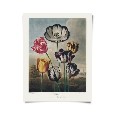 Vintage Botanical Tulips Flower Print -  - Curious Prints - Wild Lark