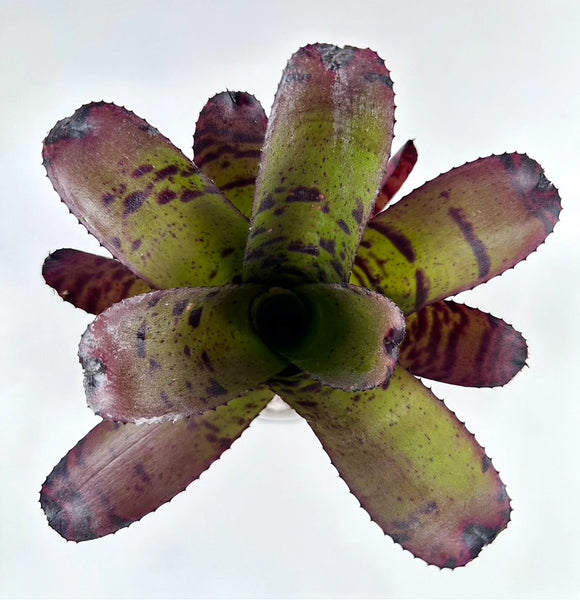 Air Plants - Neoregelia Tiger - Mature - The Artizan Way - Wild Lark