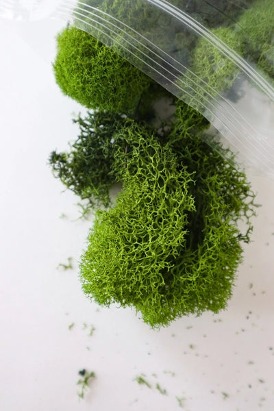 Preserved Reindeer Moss | Moss For Plants and Crafts - Green / 30g Bag - The Plant Supply - Wild Lark