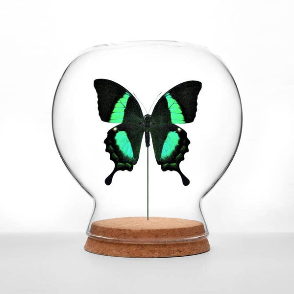 Butterfly Globes - Peacock Swallowtail Butterfly - Green Beetle Shop - Wild Lark
