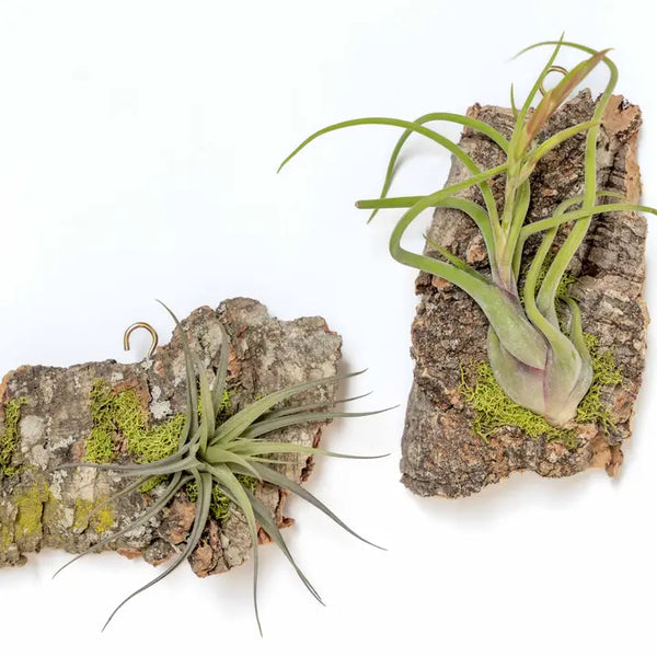 Fully Assembled Air Plant Cork Bark Displays - - Air Plant Shop - Wild Lark