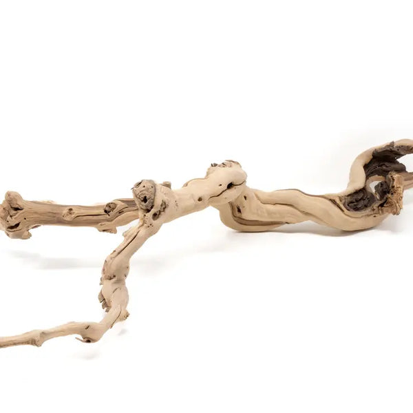 Sandblasted Grapewood Branch - - Air Plant Shop - Wild Lark