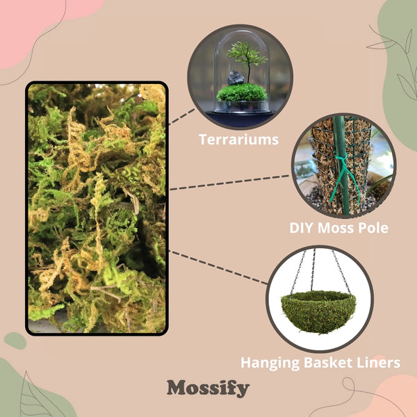 Premium Natural Forest Moss 75g - - Mossify - Wild Lark