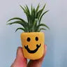 Air Plant + Mini Planter - Smiley Face - O'Berry's Succulents - Wild Lark